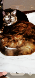 Reunited Female Cat last seen Oak Grove near Tremainsville Rd, Toledo, OH 43613