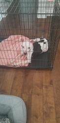 Found/Stray Female Dog last seen Wildflower, Haslet, TX 76052