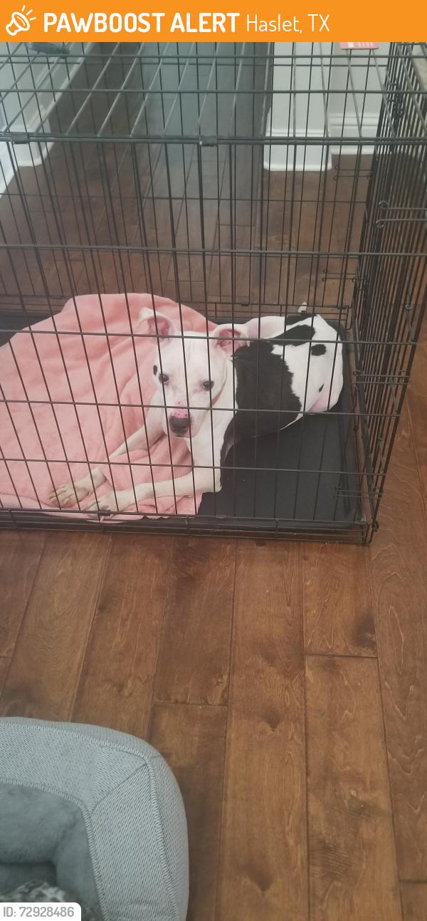 Found/Stray Female Dog last seen Wildflower, Haslet, TX 76052