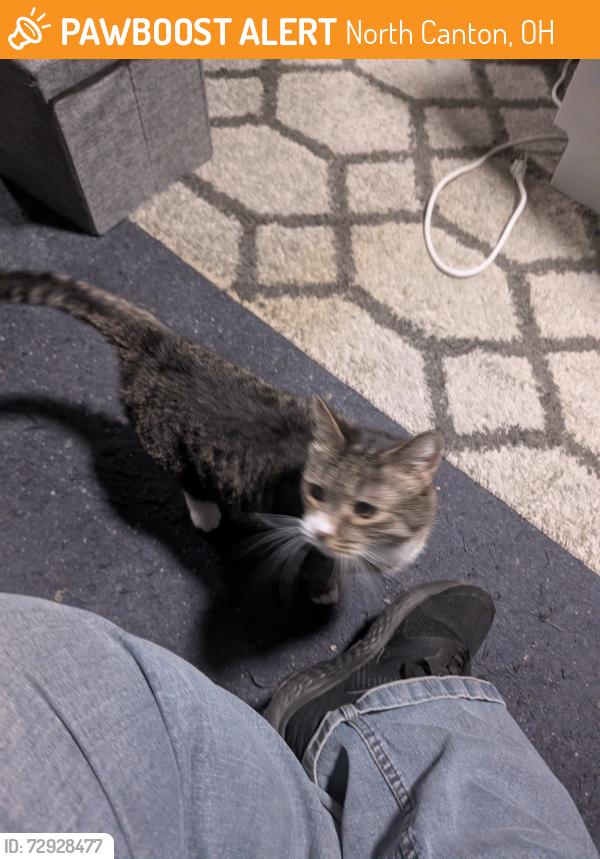 Found/Stray Unknown Cat last seen Center Court s, North Canton, OH 44720
