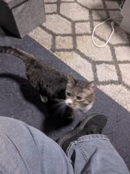 Found/Stray Unknown Cat last seen Center Court s, North Canton, OH 44720
