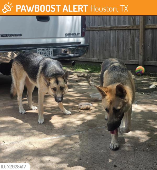 Found/Stray Male Dog last seen Running on the lawns of the hses on our street, Houston, TX 77066