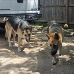 Found/Stray Male Dog last seen Running on the lawns of the hses on our street, Houston, TX 77066