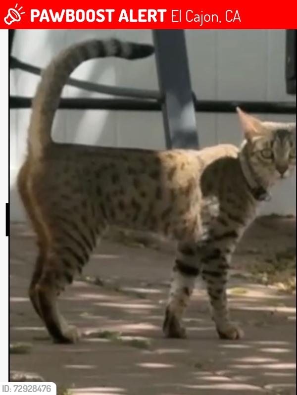 Lost Female Cat last seen Prescott and Camden, El Cajon, CA 92020