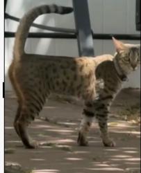Lost Female Cat last seen Prescott and Camden, El Cajon, CA 92020