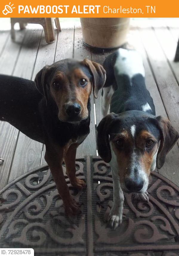 Found/Stray Unknown Dog last seen Deer Ridge Trail and Council RD., Charleston, TN 37310