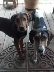 Found/Stray Unknown Dog last seen Deer Ridge Trail and Council RD., Charleston, TN 37310