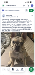 Reunited Female Dog last seen Near Forest Lake Dr, Altamonte Springs, Fl 32714, Altamonte Springs, FL 32714