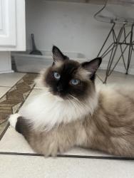 Reunited Female Cat last seen clinton keith rd, Murrieta, CA 92562