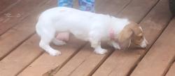 Reunited Female Dog last seen NW 63rd St, Oklahoma City, OK, USA, Oklahoma City, OK 73112