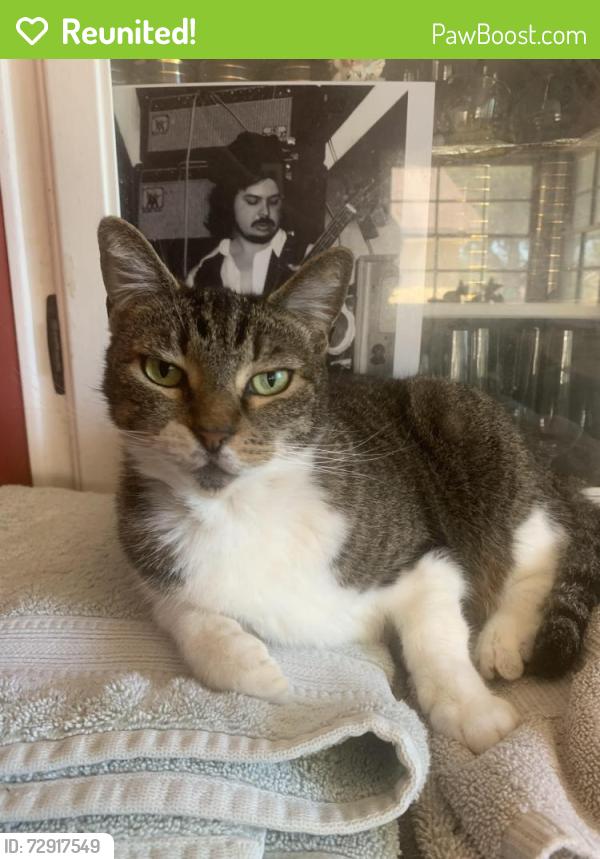 Reunited Female Cat last seen Monogram, Long Beach, CA 90808