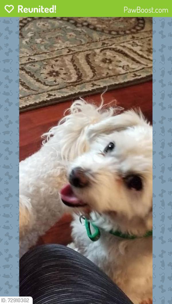 Reunited Male Dog last seen Near e street, Chula Vista at Furry Fiesta , Chula Vista, CA 91910