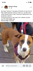 Lost Male Dog last seen Jones st, San Francisco, CA 94102