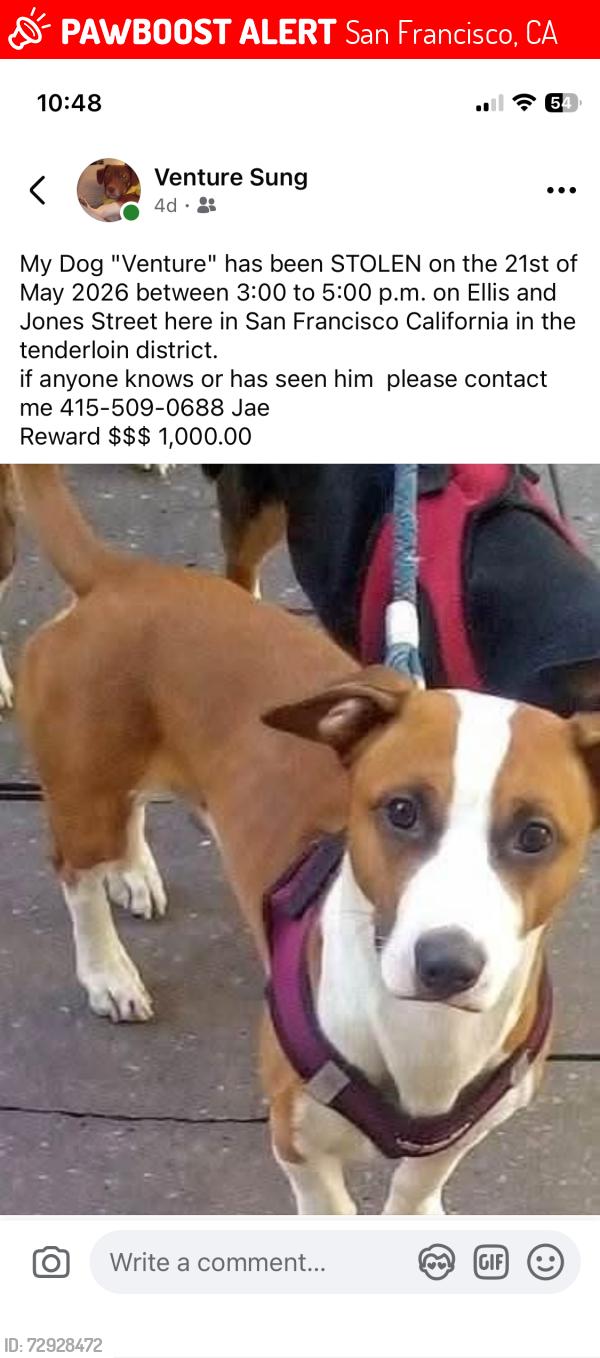 Lost Male Dog last seen Jones st, San Francisco, CA 94102