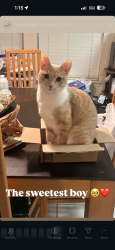 Reunited Male Cat last seen Ranchman Blvd, Denton, TX 76210
