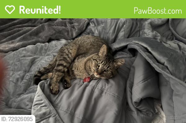 Reunited Female Cat last seen Near 46th Ave, Greeley, CO  80634, Greeley, CO 80634