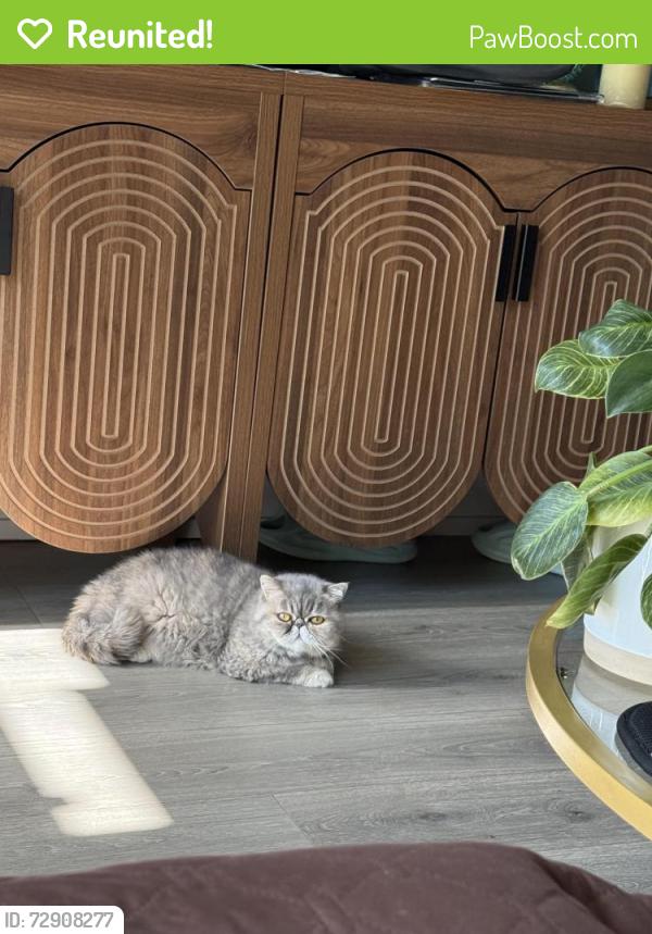 Reunited Female Cat last seen Between Wharton Street and Reed Street on Reed Street in Point Breeze , Philadelphia, PA 19146