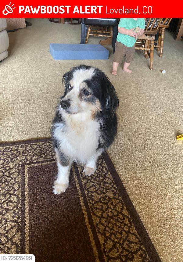 Lost Male Dog last seen Carter Lake, Loveland, CO 80537