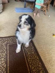 Lost Male Dog last seen Carter Lake, Loveland, CO 80537
