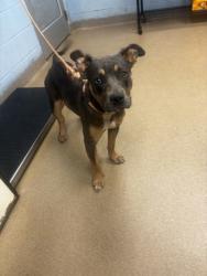 Shelter Stray Male Dog last seen Near Wesley Chapel Rd Decatur, 30034, 30034, GA, Atlanta, GA 30341
