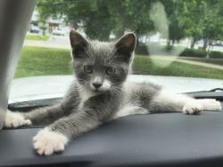Shelter Stray Female Cat last seen Near Johnson Rd NE, 30345, GA, Atlanta, GA 30341