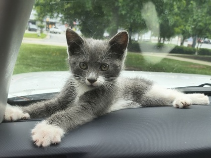 Shelter Stray Female Cat last seen Near Johnson Rd NE, 30345, GA, Atlanta, GA 30341