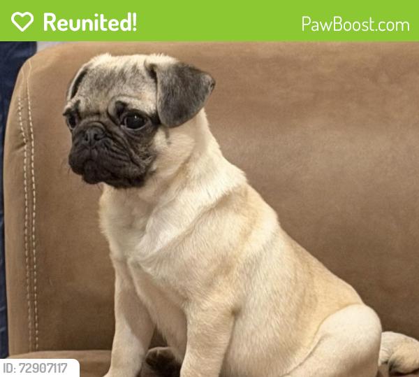 Reunited Male Dog last seen Near coral sea road , Cutler Bay, FL 33157