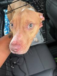 Shelter Stray Female Dog last seen Atlanta, GA 30336, Atlanta, GA 30336
