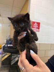 Shelter Stray Male Cat last seen Near Humming Bird Way, 75181, TX, Mesquite, TX 75149