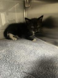 Shelter Stray Male Cat last seen Belmont, NC 28012, Gastonia, NC 28052