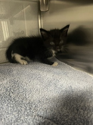 Shelter Stray Male Cat last seen Belmont, NC 28012, Gastonia, NC 28052