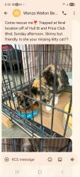 Found/Stray Female Cat last seen Hull street. And price club blvd., Chesterfield County, VA 23236