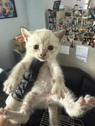 Shelter Stray Male Cat last seen New Bern, NC 28560, New Bern, NC 28562