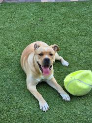 Reunited Female Dog last seen Southern Highlands - The Cove , Las Vegas, NV 89141