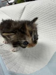 Shelter Stray Female Cat last seen New Bern, NC 28560, New Bern, NC 28562