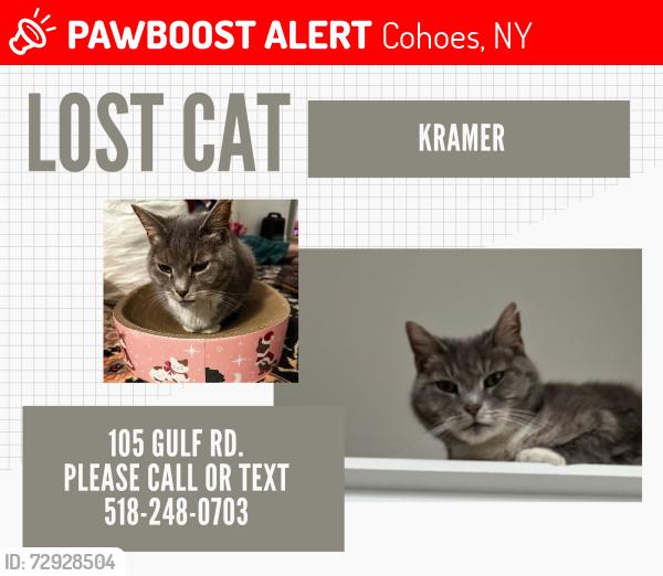 Lost Female Cat last seen Near Gulf Rd. , Cohoes, NY 12047