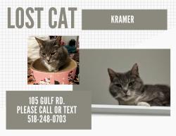 Lost Female Cat last seen Near Gulf Rd. , Cohoes, NY 12047