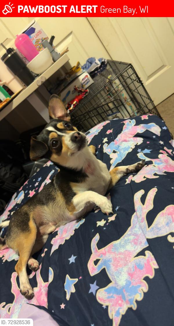 Lost Male Dog last seen Main st and Deckner ave, Green Bay, WI 54302