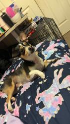Lost Male Dog last seen Main st and Deckner ave, Green Bay, WI 54302