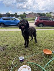 Found/Stray Unknown Dog last seen Hickory lane heading north towards SilkTree, Rockwall, TX 75087