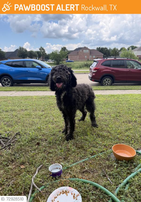 Found/Stray Unknown Dog last seen Hickory lane heading north towards SilkTree, Rockwall, TX 75087