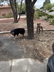 Found/Stray Unknown Dog last seen Calle Nuestra NW and Calle Quieta, Albuquerque, NM 87120