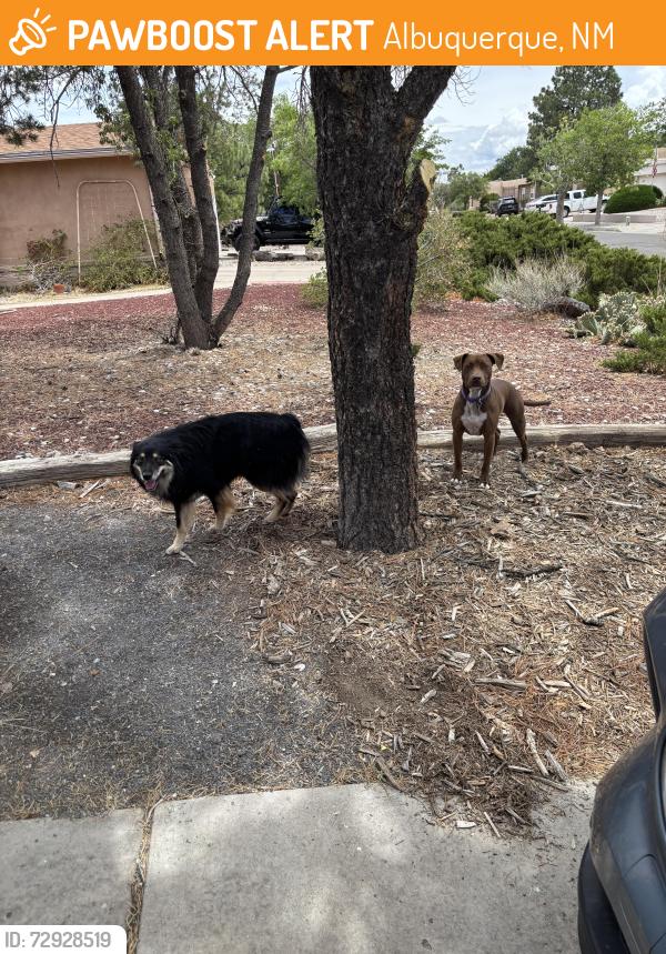 Found/Stray Unknown Dog last seen Calle Nuestra NW and Calle Quieta, Albuquerque, NM 87120
