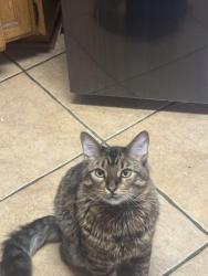 Lost Male Cat last seen Marysville blvd and Bell Ave , Sacramento, CA 95838