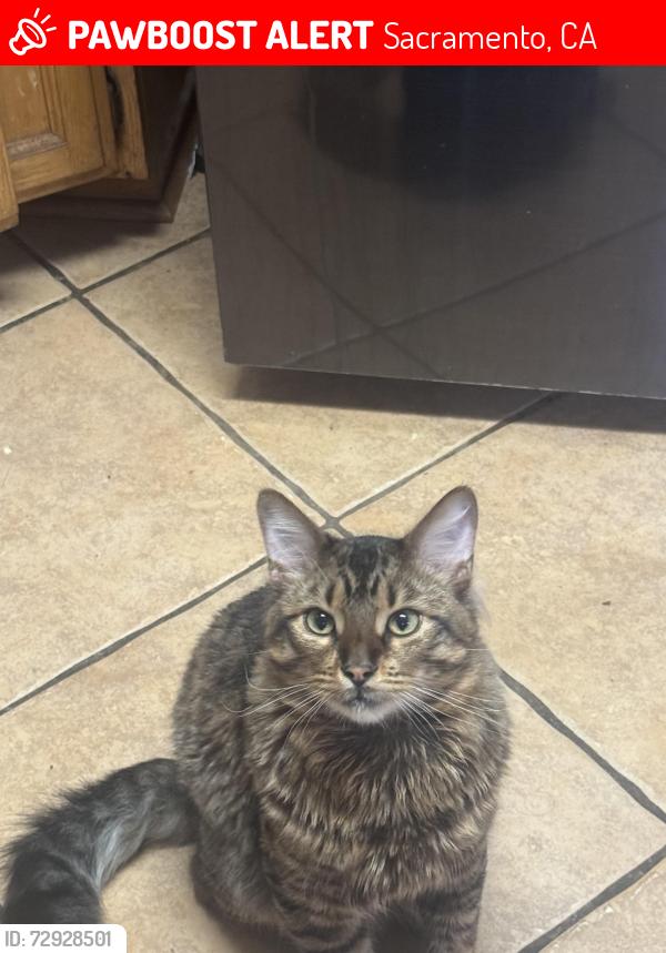 Lost Male Cat last seen Marysville blvd and Bell Ave , Sacramento, CA 95838