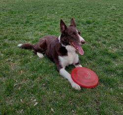 Reunited Male Dog last seen Biber St. and Towar Ave., East Lansing, MI 48823