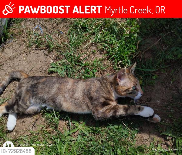 Lost Female Cat last seen Walnut and Hill Street Myrtle Creek Oregon, Myrtle Creek, OR 97457