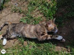 Lost Female Cat last seen Walnut and Hill Street Myrtle Creek Oregon, Myrtle Creek, OR 97457