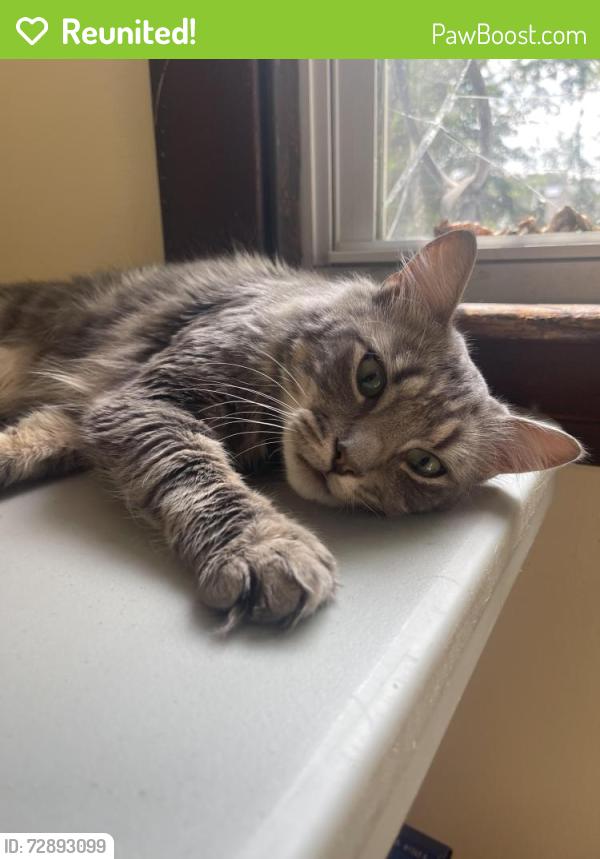 Reunited Male Cat last seen Morris Street Neighborhood / In the Back, Danbury, CT 06810