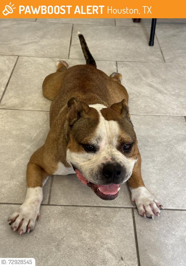 Found/Stray Male Dog last seen Parker rd, Houston, TX 77093